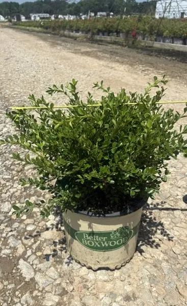 Buxus Better Boxwood Renaissance