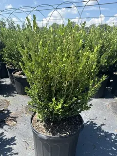 Buxus Winter Green