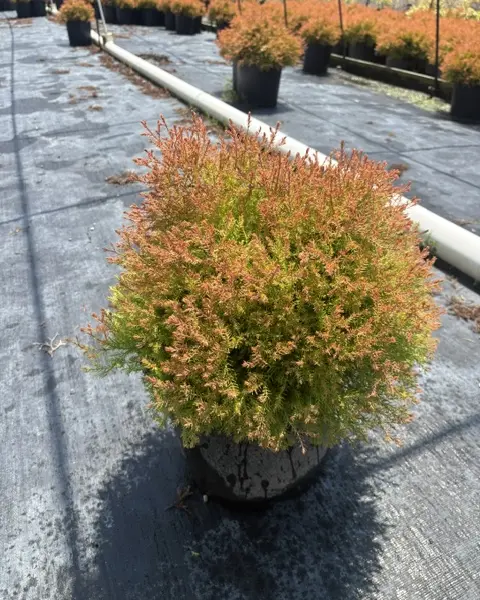 Thuja Fire Chief
