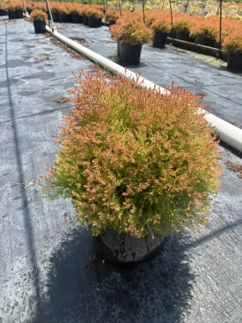 Thuja Fire Chief