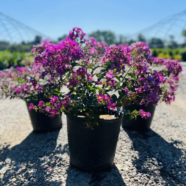 Crapemyrtle Bellini-Raspberry