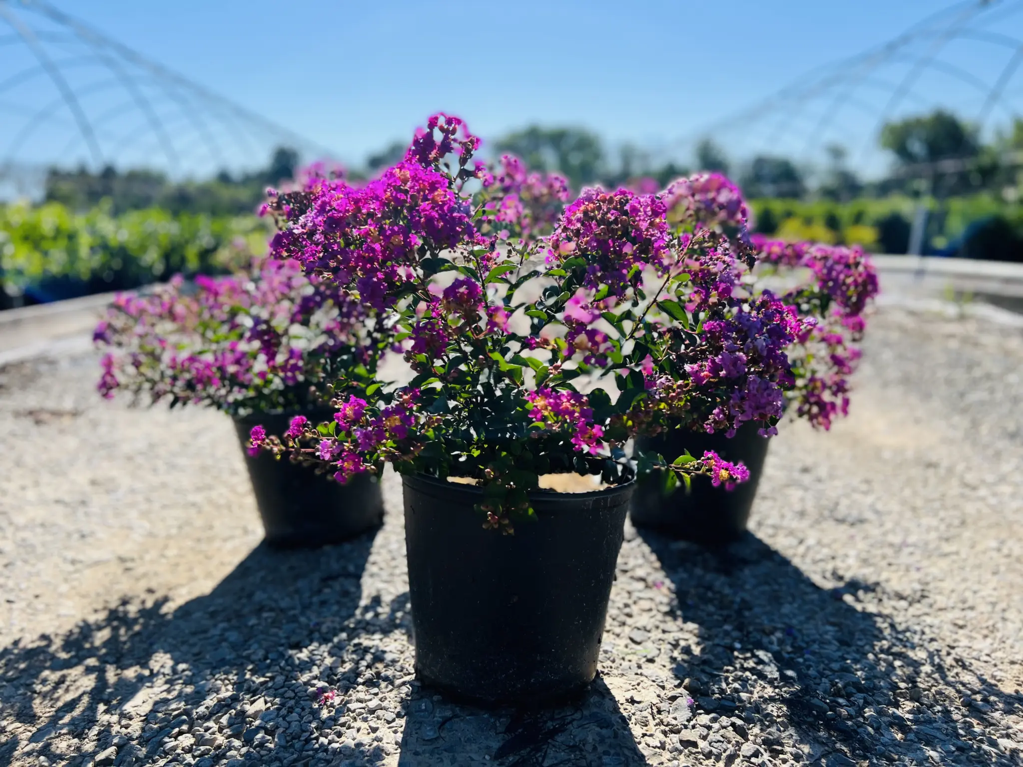 Crapemyrtle Bellini-Raspberry