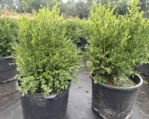 Buxus Green Gem