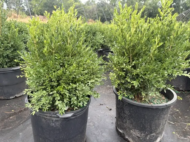 Buxus Green Gem