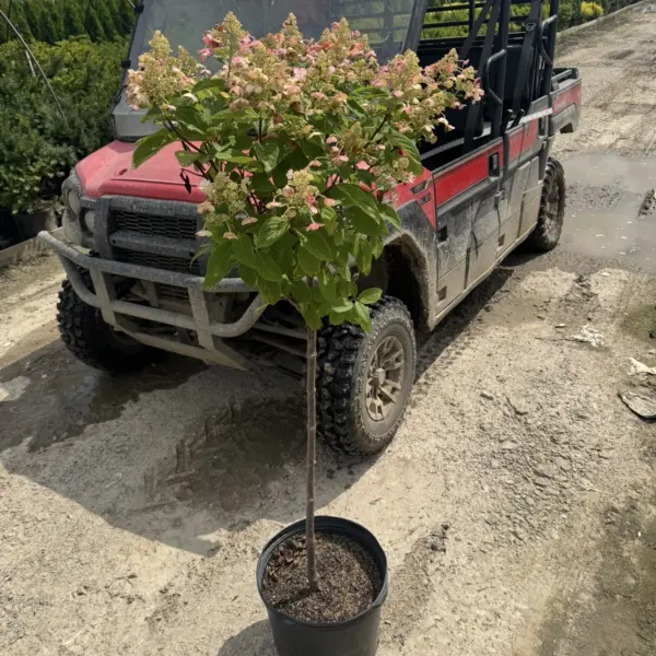 Hydrangea Quick Fire Tree Form