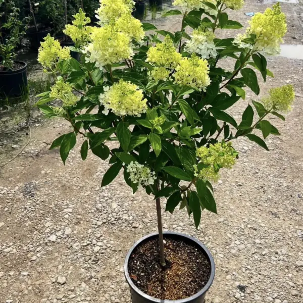 Hydrangea Limelight Tree Form