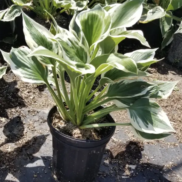 Hosta Patriot