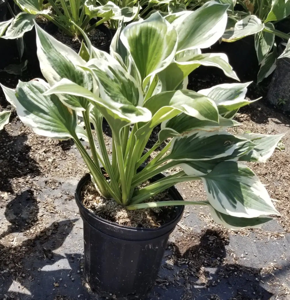 Hosta Patriot