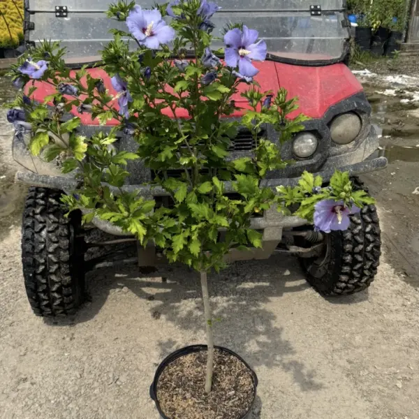 Hibiscus Blue Satin Tree Form