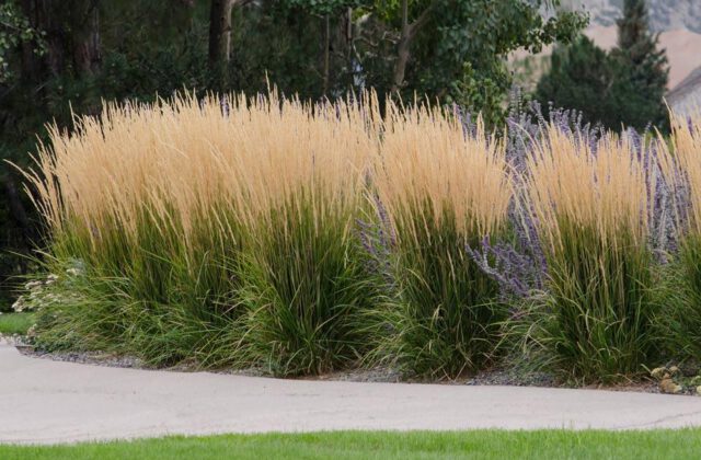 Ornamental Grasses