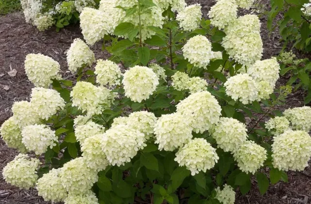 Shrubs