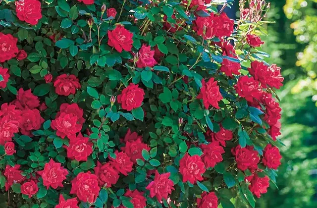 Roses