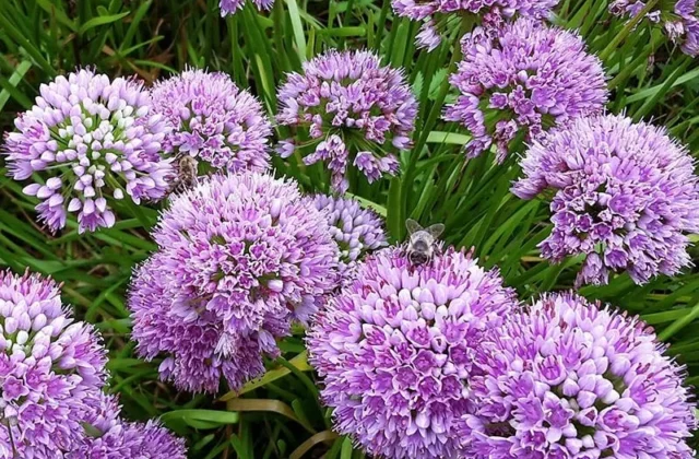 Perennials
