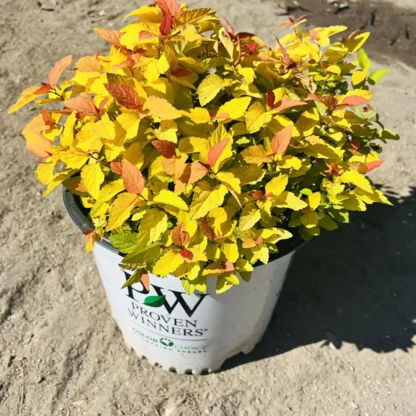 Spirea Double Play Candy Corn