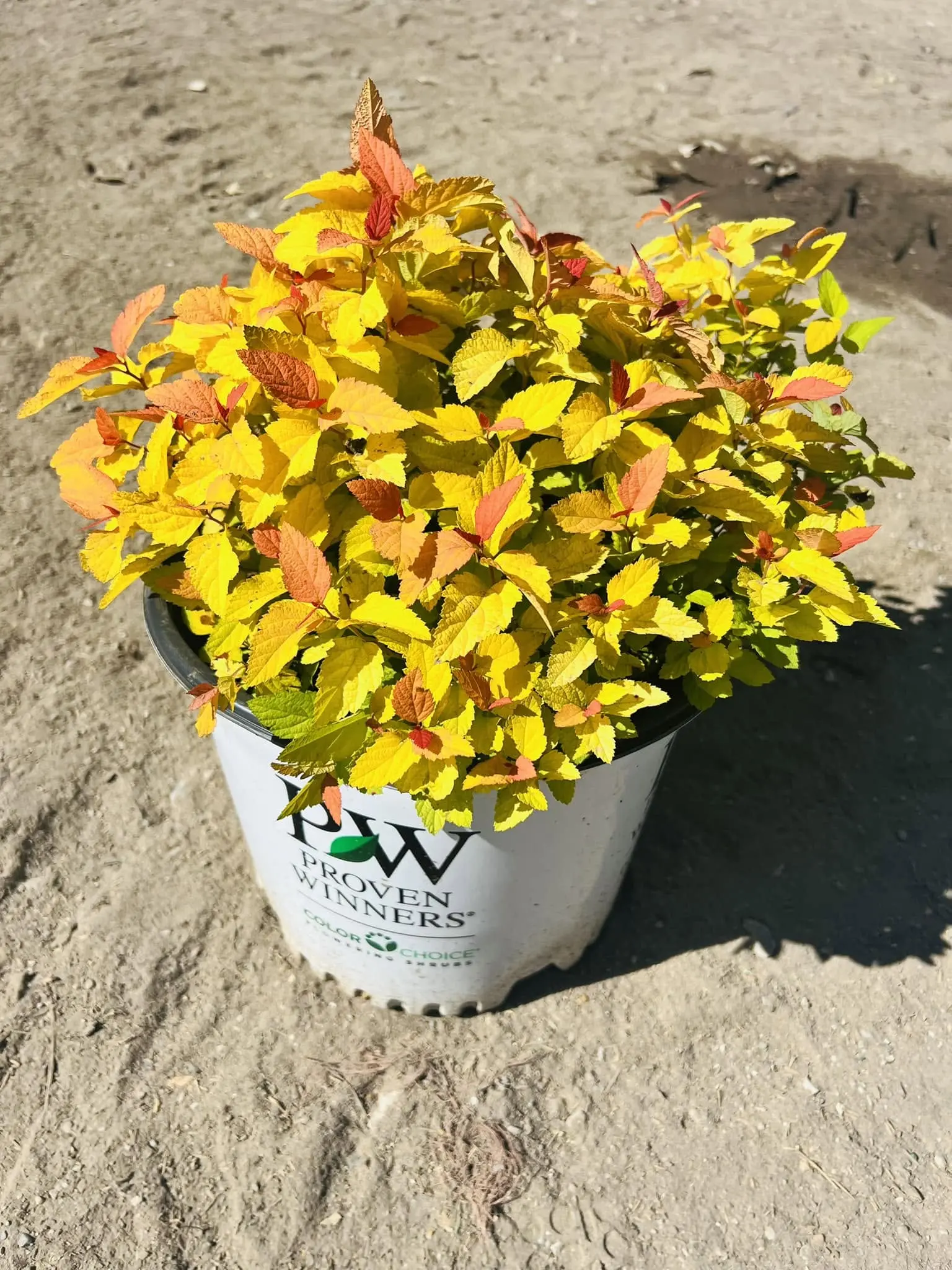 Spirea Double Play Candy Corn