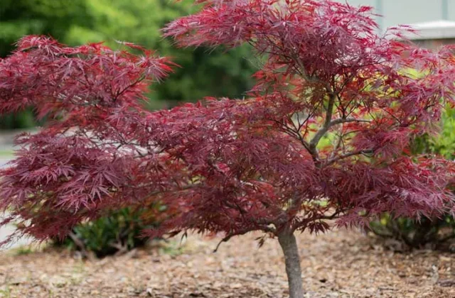Ornamental & Shade Trees
