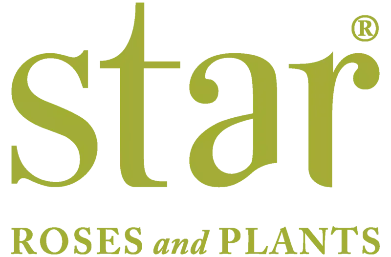 Star Roses & Plants logo