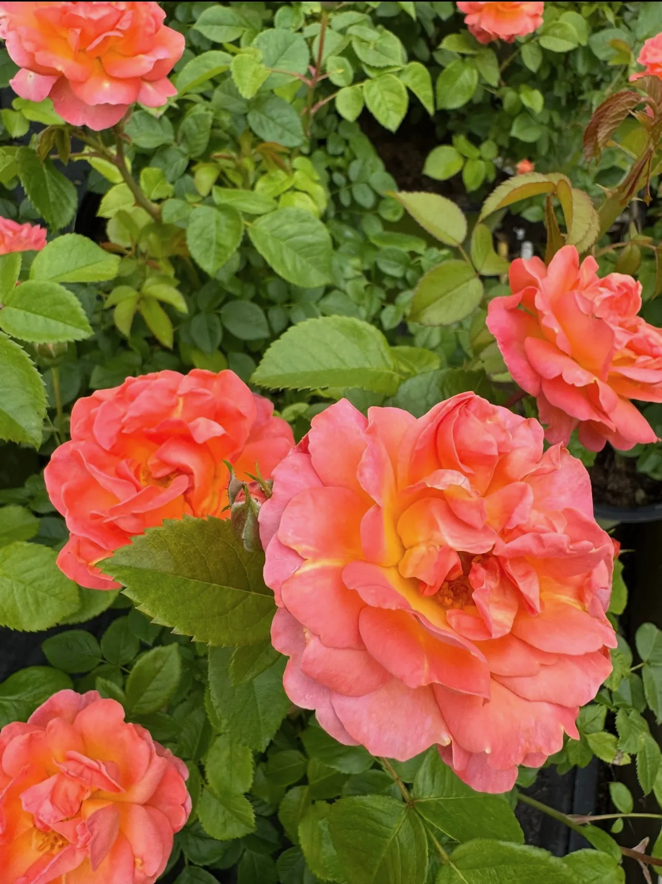 Flowers growing at Wolke Nursery